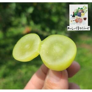 『2026年発送 先行受付』 ちょっと訳あり 信州産 新鮮朝採りシャインマスカット 2～3房1kg【配送不可地域：離島】【1625533】