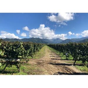 高山村シャルドネ　2022【配送不可地域：離島】【1677696】