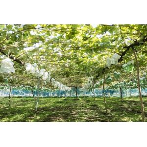 信州の高原育ちシャインマスカット 大きい600g×2房入り1.2kg【配送不可地域：離島】【1341284】