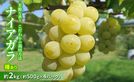 【2026年9月～発送】種ありナイアガラ 約2kg 安心安全 こだわりの栽培方法 除草剤不使用 栽培期間中 ネオニコチノイド系農薬不使用 化学合成肥料不使用 