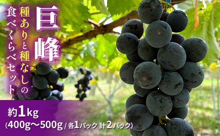 巨峰（種ありと種なし）の食べくらべセット 約1kg 2025年（R7年）9月中旬～10月下旬頃出荷予定