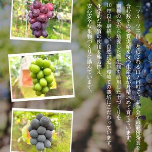 【2026年9月～発送】ぶどう シャインマスカット + おまかせ2種 約1.5kg（3?4房）山ノ内町産 ブドウ 葡萄 マスカット