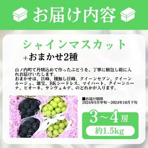 【2026年9月～発送】ぶどう シャインマスカット + おまかせ2種 約1.5kg（3?4房）山ノ内町産 ブドウ 葡萄 マスカット
