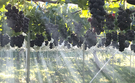 【2026年9月～発送】ぶどう シャインマスカット + おまかせ2種 約1.5kg（3?4房）山ノ内町産 ブドウ 葡萄 マスカット