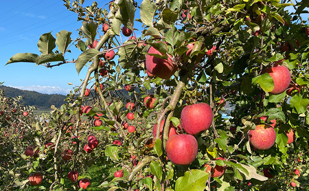 【2026年発送】贈りたい味、笑顔届ける　 山ノ内育ちのりんご　サンふじ　贈答用　特秀10kg りんご 果物
