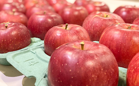 【2026年発送】贈りたい味、笑顔届ける　 山ノ内育ちのりんご　サンふじ　贈答用　特秀10kg りんご 果物