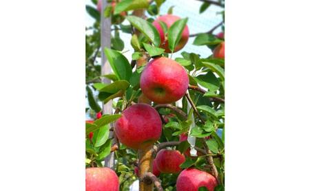 【2026年8月発送】シナノリップ 訳あり家庭用 約5kg 12～23玉 りんご 果物 訳あり 信州 長野