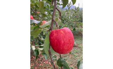 【2026年9月～発送】シナノドルチェ　訳あり家庭用　約5kg（12～23玉） りんご 果物 訳あり 信州 長野