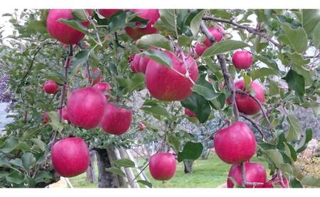 【2026年10月発送】シナノスイート 秀品 約3kg 7~11玉 りんご 果物 信州 長野