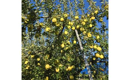 【2026年10月～発送】シナノゴールド 訳あり家庭用 約5kg 12～23玉 りんご 果物 訳あり 信州 長野