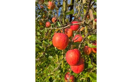 【2026年12月発送】サンふじ 秀品 約3kg 7～11玉 りんご ふじ 果物 信州 長野