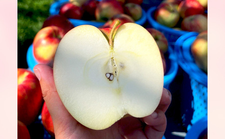 【2026年8月～発送】贈答用 葉とらずサンつがる 約3kg リンゴ りんご フルーツ 果物 お取り寄せ 長野県 山ノ内町