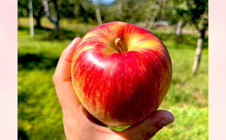 【2026年8月～発送】贈答用 葉とらずサンつがる 約3kg リンゴ りんご フルーツ 果物 お取り寄せ 長野県 山ノ内町