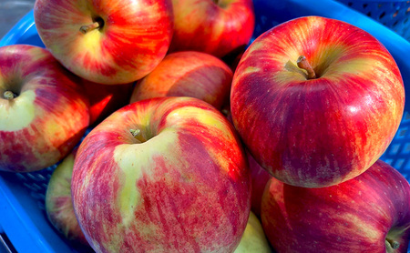 【2026年8月～発送】贈答用 葉とらずサンつがる 約3kg リンゴ りんご フルーツ 果物 お取り寄せ 長野県 山ノ内町