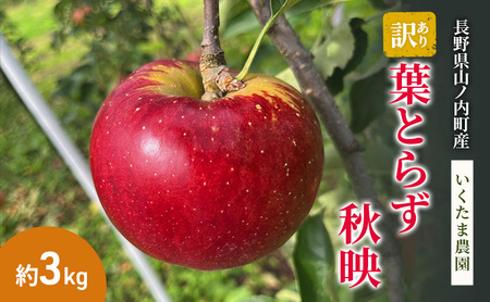 【2026年9月～発送】訳あり 秋映 約3kg リンゴ りんご フルーツ 果物 お取り寄せ 長野県 山ノ内町