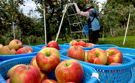 【2026年10月発送】贈答用 葉とらずシナノスイート 約3kg リンゴ りんご フルーツ 果物 お取り寄せ 長野県 山ノ内町