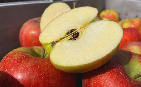 【2026年10月発送】贈答用 葉とらずシナノスイート 約3kg リンゴ りんご フルーツ 果物 お取り寄せ 長野県 山ノ内町