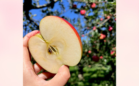 【2026年10月発送】訳あり シナノスイート　約3kg リンゴ りんご フルーツ 果物 お取り寄せ 長野県 山ノ内町