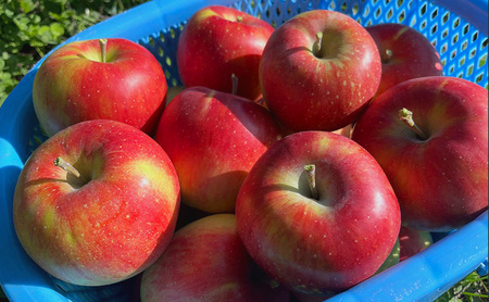 【2026年10月発送】訳あり シナノスイート　約3kg リンゴ りんご フルーツ 果物 お取り寄せ 長野県 山ノ内町