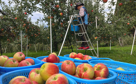 【2026年10月発送】訳あり シナノスイート　約3kg リンゴ りんご フルーツ 果物 お取り寄せ 長野県 山ノ内町