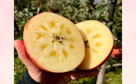 【2026年11月～発送】訳あり サンふじ　約3kg リンゴ りんご フルーツ 果物 お取り寄せ 長野県 山ノ内町