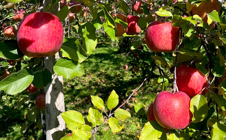 【2026年11月～発送】訳あり サンふじ　約3kg リンゴ りんご フルーツ 果物 お取り寄せ 長野県 山ノ内町