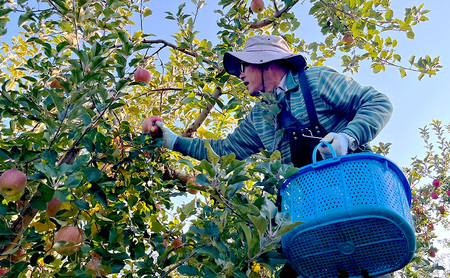 【2026年11月～発送】訳あり サンふじ　約3kg リンゴ りんご フルーツ 果物 お取り寄せ 長野県 山ノ内町