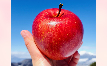 【2026年11月～発送】贈答用 葉とらずサンふじ　約3kg リンゴ りんご フルーツ 果物 お取り寄せ 長野県 山ノ内町