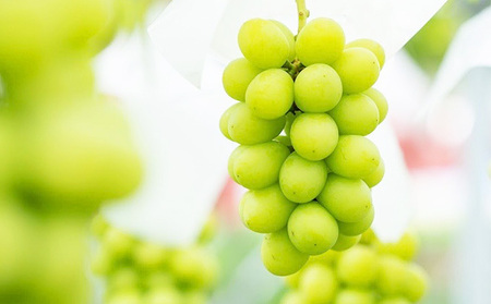 シャインマスカット 約 2kg (4~5房) 先行予約 ぶどう 種なし 果物 2026年 9月~発送