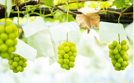 シャインマスカット 約 2kg (4~5房) 先行予約 ぶどう 種なし 果物 2026年 9月~発送