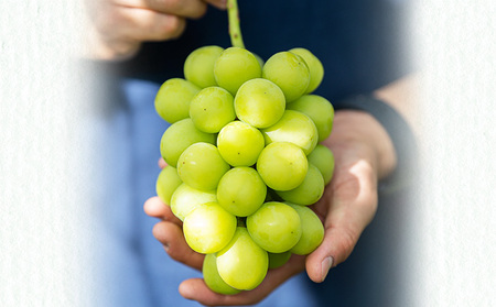 シャインマスカット 約 2kg (4~5房) 先行予約 ぶどう 種なし 果物 2026年 9月~発送