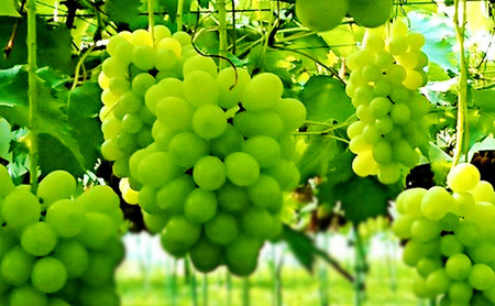 【2026年9月～発送】シャインマスカット約2kg 4～6房 長野県産