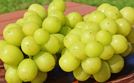 【2026年9月～発送】シャインマスカット約2kg 4～6房 長野県産