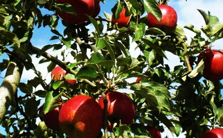 【2026年9月～発送】 紅玉約5kg 13～18玉 りんご 長野県産