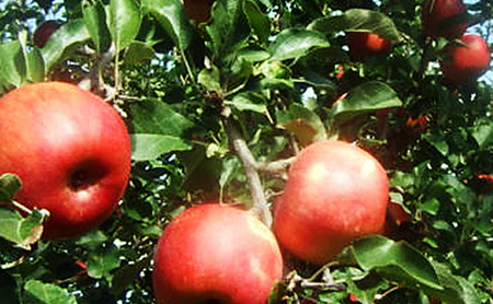 【2026年10月発送】 シナノスイート約5kg 13～18玉 りんご 長野県産