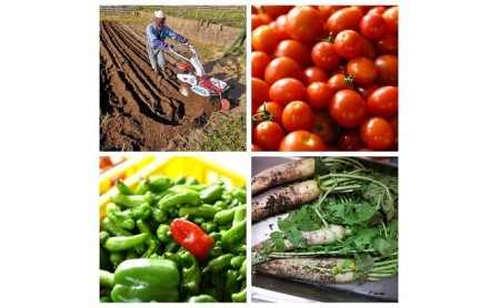 NEW SIDE HANDS ピクルス（S）5本入 加工食品 野菜加工品 野菜 瓶詰 