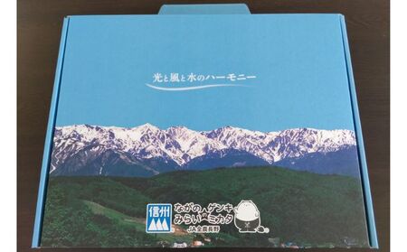 志賀高原の麓で育った きのこセット 【 きのこ 詰め合わせ セット えのき ぶなしめじ しいたけ 長野 】