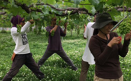 【完全無添加】【安心安全】【こだわりの搾汁製法】【サンふじ】りんごのジュース 3本セット【栽培期間中 除草剤・ネオニコチノイド系農薬・化学肥料不使用】 果実飲料 アップルジュース ストレートジュース 飲み物 