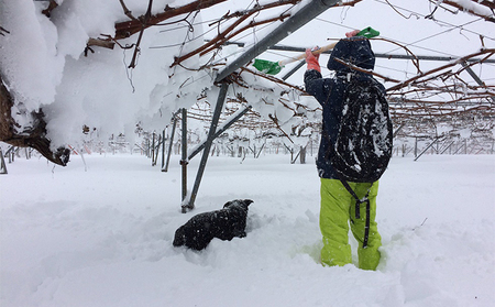 【完全無添加】【安心安全】【こだわりの搾汁製法】種なし巨峰ジュース 3本セット【栽培期間中 除草剤・ネオニコチノイド系農薬・化学肥料不使用】 果実飲料 フルーツジュース 飲み物 グレープジュース 
