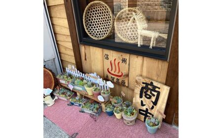 長野県産小麦粉パン米粉焼き菓子のセット お菓子 スイーツ 全粒粉 ライ麦粉 天然酵母 ハードパン カンパーニュ シフォンケーキ 体に優しい 