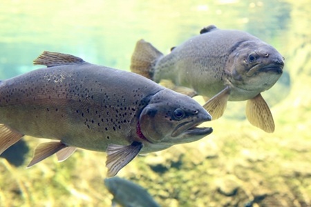 信州サーモン（生食用） | 信州サーモン サーモン 川魚 清流 魚 fish  バター焼き カルパッチョ お刺身 木島平村 長野県 信州 北信州