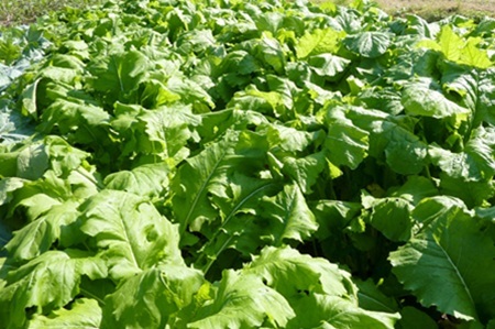 岡本商店の野沢菜漬バラ詰め 約2kg(冷蔵)| 漬物 野沢菜 野沢菜漬 バラ詰め 長野県 木島平村 信州