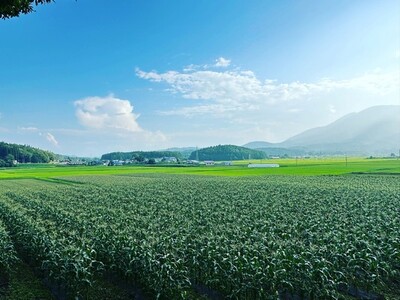 【2025年夏の予約受付開始！】 信濃町名産とうもろこし『落影農場の恵味（めぐみ） 10本セット』／スイートコーンの人気品種を早期予約限定で受付中！ 令和7年7～8月出荷予定 2025年夏出荷分 先行予約【長野県信濃町ふるさと納税】