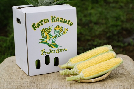 2026年夏のご予約受付開始! 信濃町名産とうもろこし『ファームかずとのゴールドラッシュ 20本セット』粒皮が薄く生でも食べられる、フルーツを凌ぐほどの甘いとうもろこし 朝採れを農場から直送 令和8年7月下旬~8月下旬出荷分 先行予約【長野県信濃町ふるさと納税】