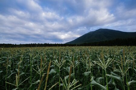 2026年夏のご予約受付開始! 信濃町名産とうもろこし『ファームかずとのゴールドラッシュ 20本セット』粒皮が薄く生でも食べられる、フルーツを凌ぐほどの甘いとうもろこし 朝採れを農場から直送 令和8年7月下旬~8月下旬出荷分 先行予約【長野県信濃町ふるさと納税】