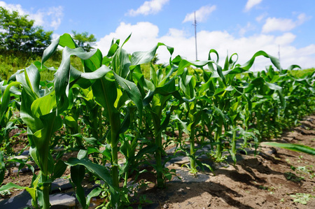 【2026年夏の予約受付開始！】きたむら農園『どきどきコーン』×20本セット（約8～8.5kg相当）信濃町名産とうもろこし／スイートコーンの新定番品種　令和8年7月下旬出荷開始予定！【長野県信濃町ふるさと納税】