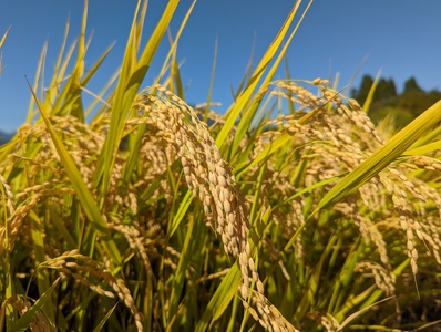 2025年収穫分、予約開始！ 仁の蔵の「信濃町産 こしひかり10kg」令和7年産 名水弘法清水が湧き出る黒姫山麓で育った自慢のお米 【長野県信濃町ふるさと納税】