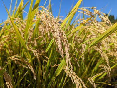 2025年収穫分、予約開始！「信濃町産 こしひかり20kg」令和7年産 名水弘法清水が湧き出る黒姫山麓で育った自慢のお米 【長野県信濃町ふるさと納税】