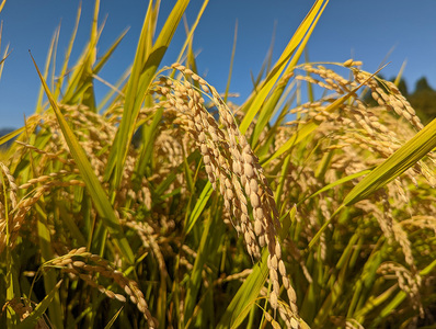 【数量限定】令和7年産新米 落影農場の「信濃町産コシヒカリ５キロ」2025年11月半ば以降出荷｜コンクール金賞受賞米【長野県信濃町ふるさと納税】