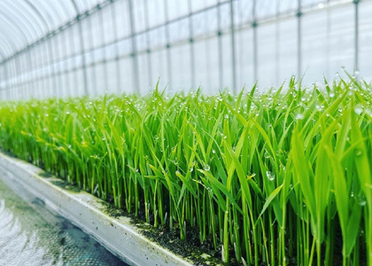 【数量限定】令和7年産新米 落影農場の「信濃町産コシヒカリ５キロ」2025年11月半ば以降出荷｜コンクール金賞受賞米【長野県信濃町ふるさと納税】